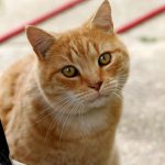 Продешевити чи перестаратися? Просимо зарплатню правильно (поради рекрутерів)