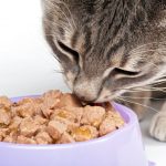 Как правильно выбрать корм для кота?